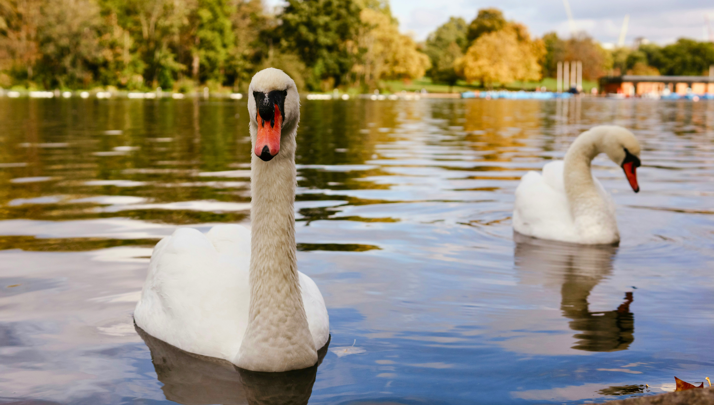 Hyde Park: Il Parco Più Grande e Iconico di Londra