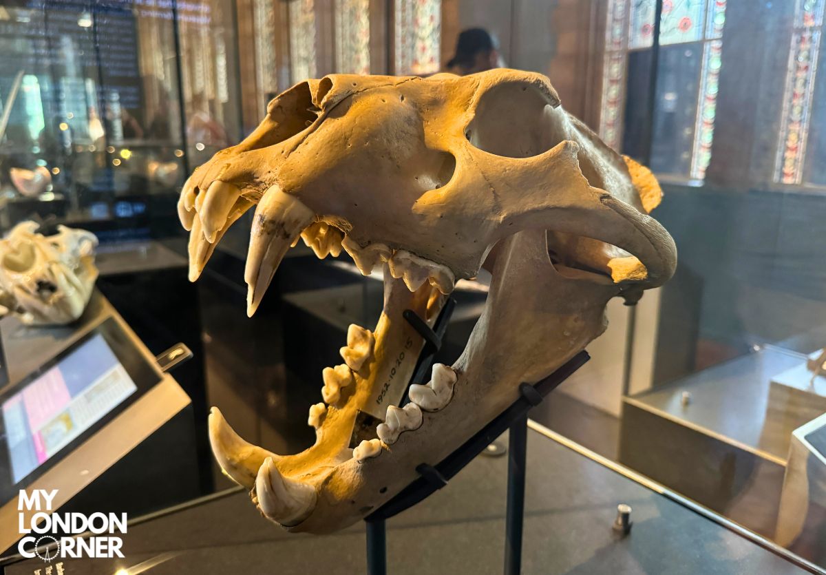 Tour Privato del Natural History Museum con Guida Italiana - foto 4 (Bocca Lounge, 3 Cromwell Rd, South Kensington, London SW7 2HR)